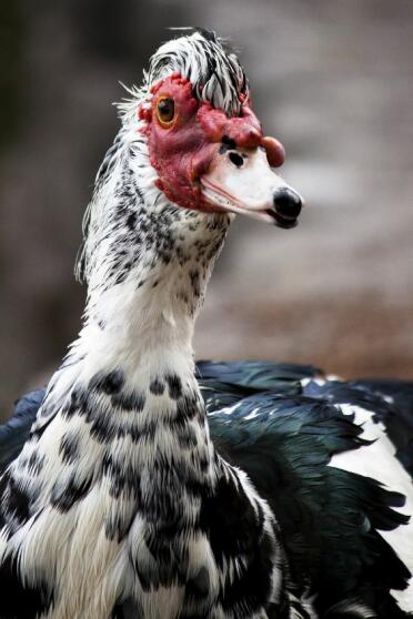 Muscovy ducks are a lovely breed!