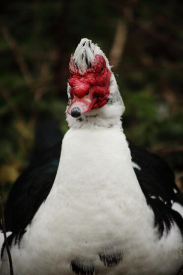 A lovely muscovy duck.