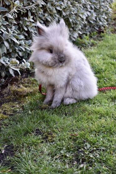 Cute Rabbit in Garden