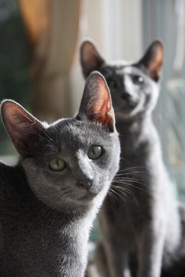 Russian blue cats are such a lovely breed!