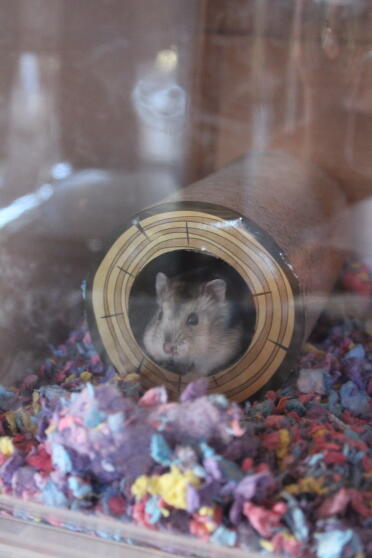 Hamsters love tunnelling.