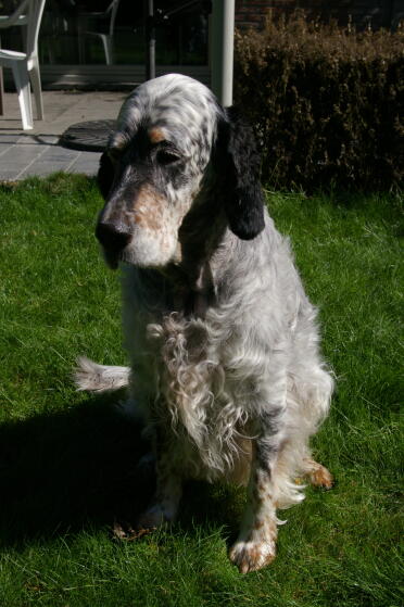 A very well-behaved, slightly older English Setter.