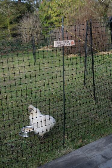 Chickens love snacking throughout the day!