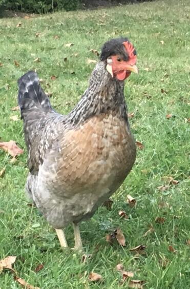 A 21 week old cream legbar chicken.