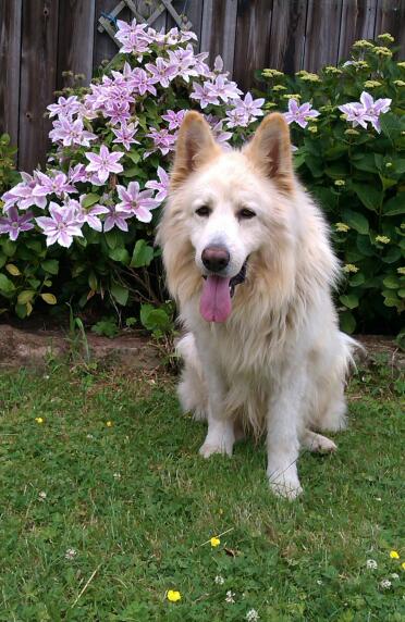 White german shepherd.