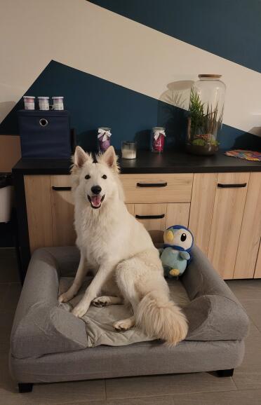 Tomoe testing out his new bed!