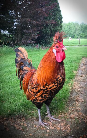 Appenzeller Golden spangled rooster