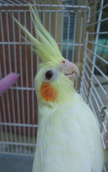 Lutino cockatiel