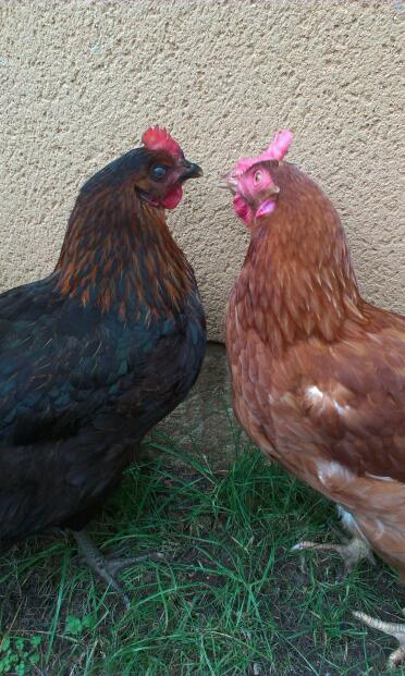 My 2 chicks