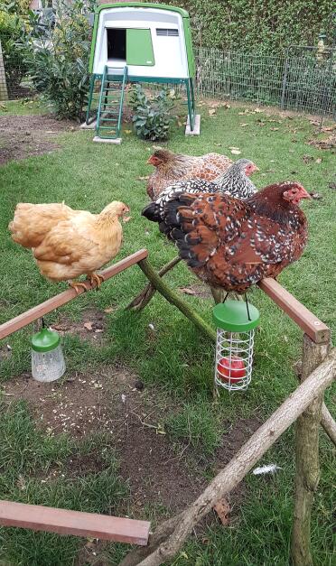 Chickens perching with Omlet Caddi Treat Holder and Peck Toys with Green Eglu Cube Large Chicken Coop in background