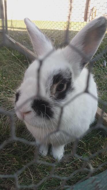 Bunny rabbits make adorable pets!