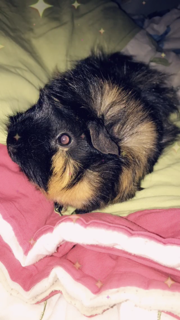 Minnie my abyssinian guinea pig. 