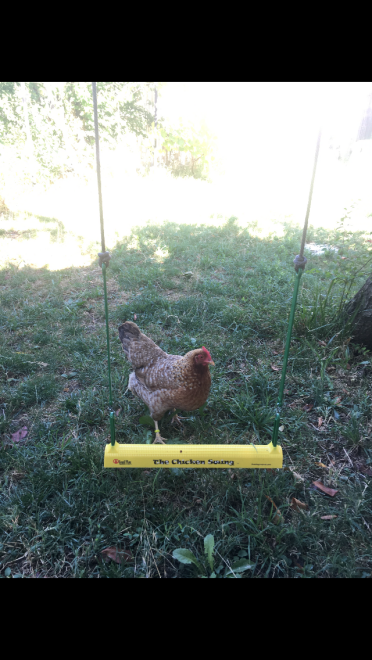 Chickens love the omlet swing