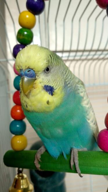 Budgie perching in cage