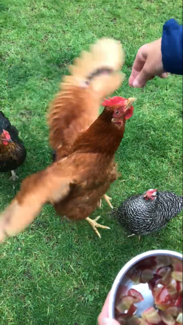 Edith jumping for grapes 