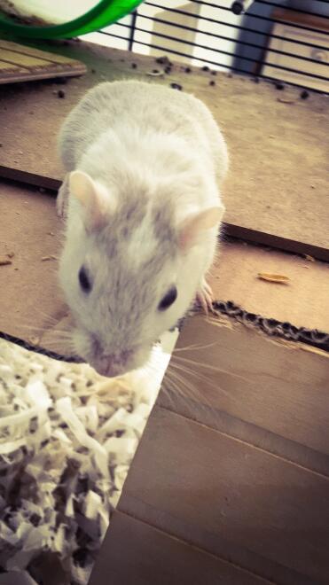 Joey loving his new omlet cage!