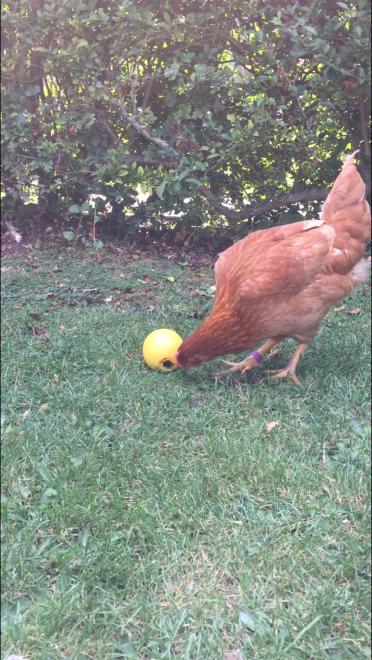 Hilary loves the extra treats from the Pro Chicken Food Toy Ball x