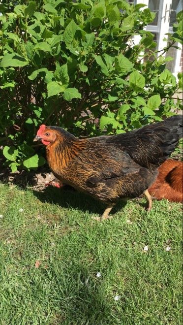 I love having a dust bath in the flower beds! 