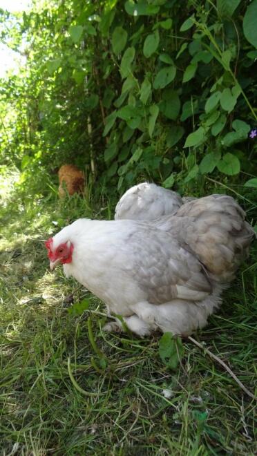 Chicken in garden