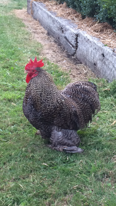 Pekin Bantam rooster