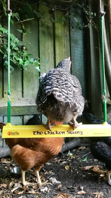 Sybil enjoying The Chicken Swing 