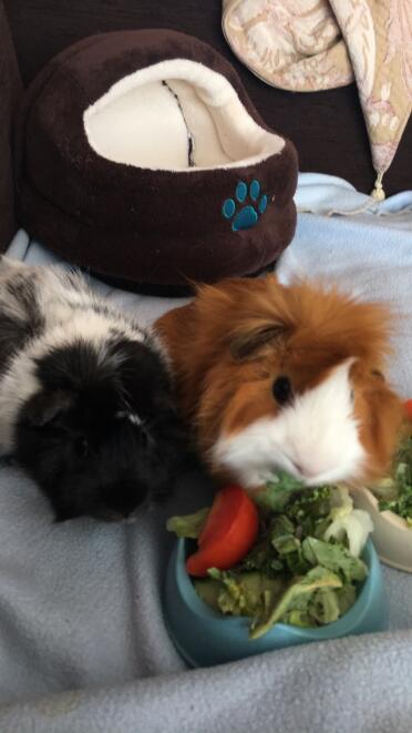 These Guineas are enjoying their greens!