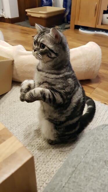 British shorthair cats are so adorable!