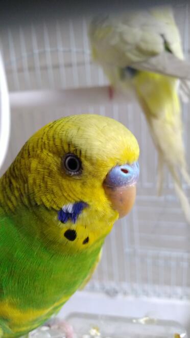 Budgies have such beautiful feathers!