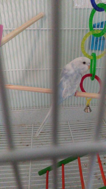 Budgie in cage