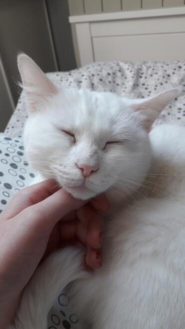 Cats love scratches