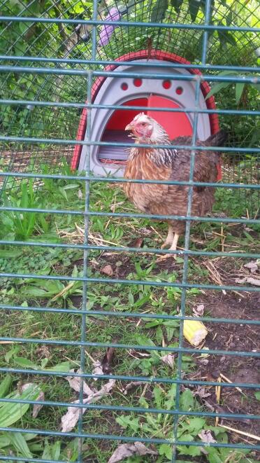 Can anyone identify this hen that i have recently acquired please?