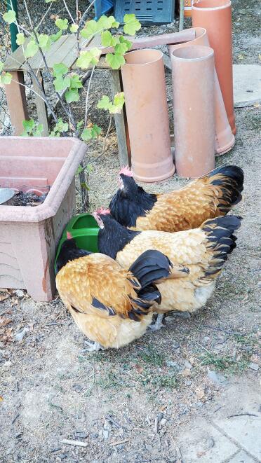 My chickens like this watering hole!