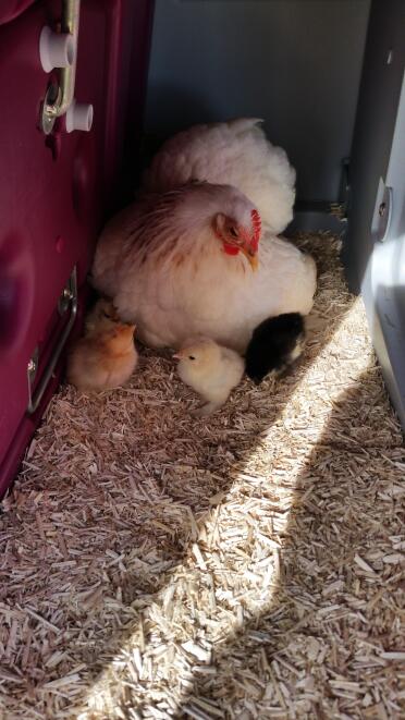 Doris Day with 2018 chicks