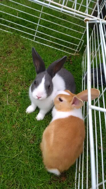 Dutch rabbits make lovely pets!