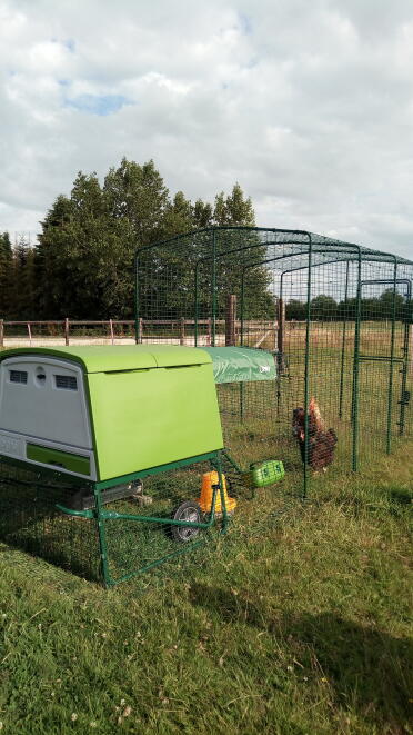 What a lovely home for these chickens!