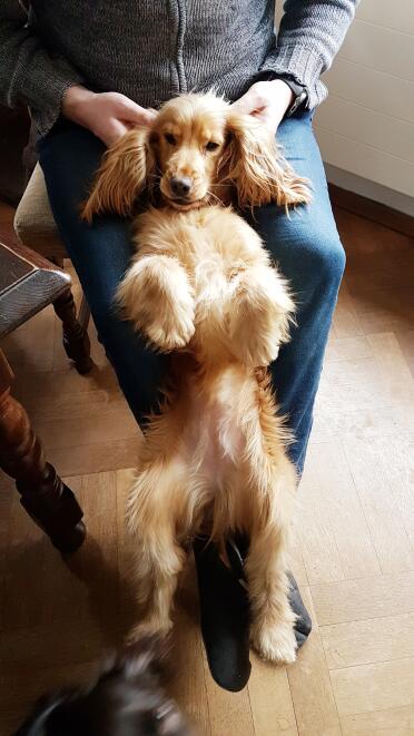 English Cocker Spaniel laying on person