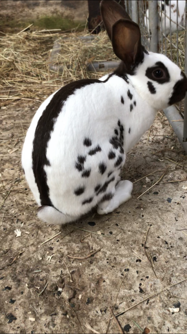 Spot buck bunnies have the most gorgeous patterns!