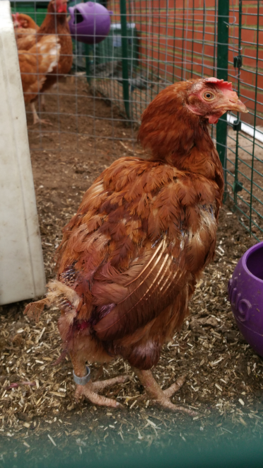 Growing her feathers back