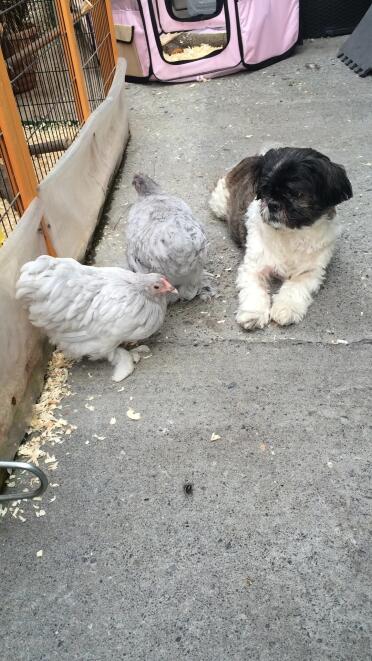 Guarding the chicks 