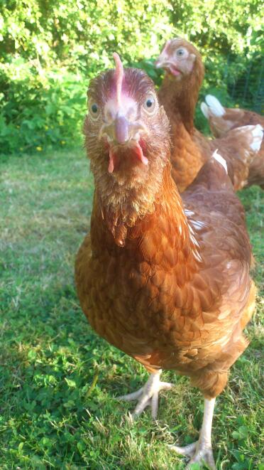 Marmalade the hen!  :)