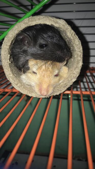 Gerbils love to cuddle 