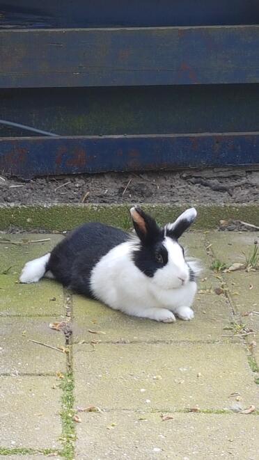 Bunnies love to sunbathe!