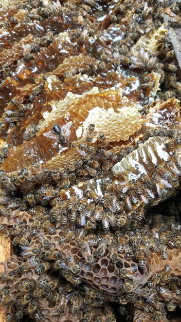 Can you spot the queen bee?