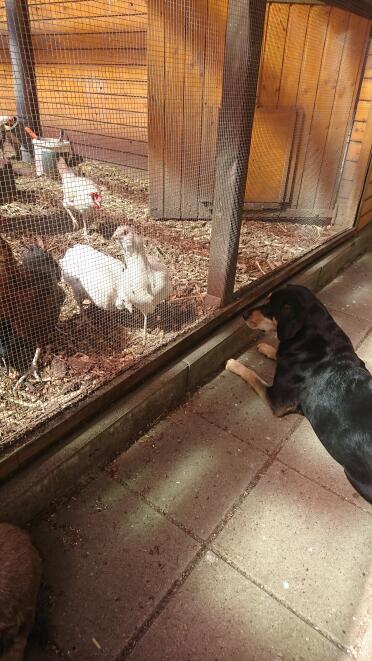 Finn and the chickens 