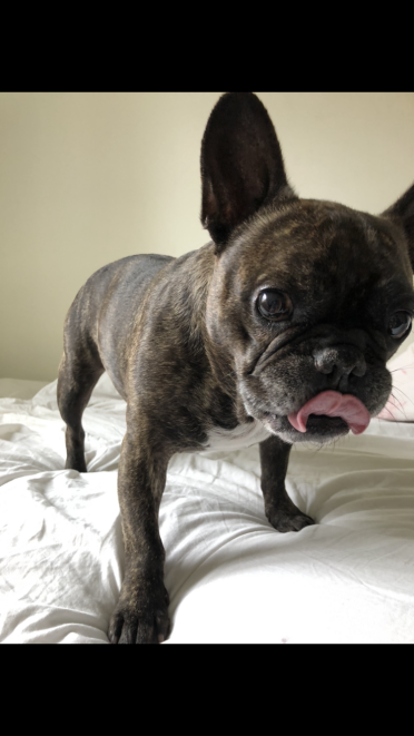 Cute dog on bed