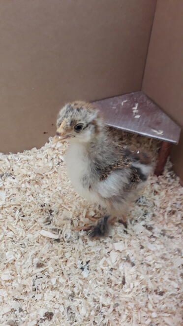 hatching chicks is so exciting!