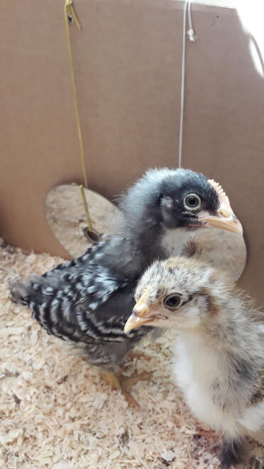 Hatching chicks is so exciting!