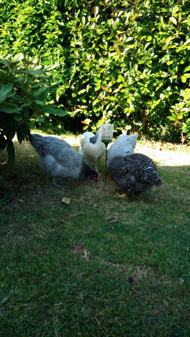 Chickens love to snack!