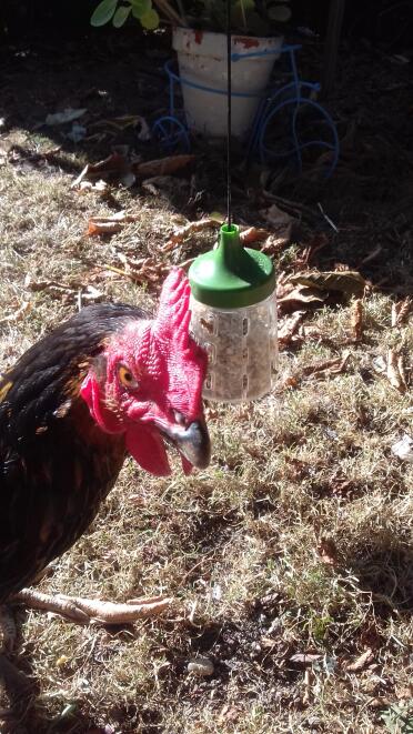 Chickens love eating corn from the peck toys!