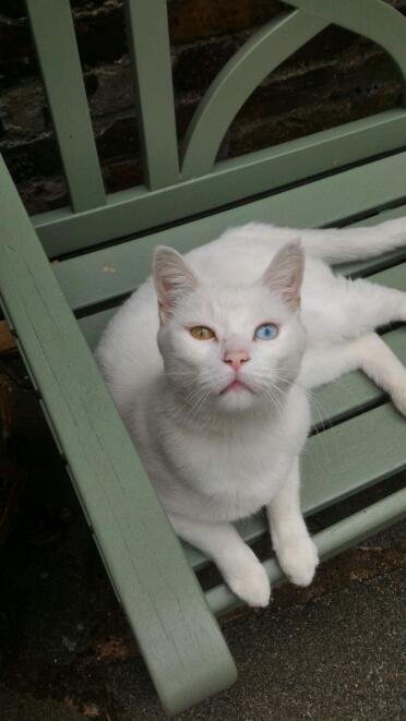 Cat sitting on bench